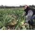 SPRAY FREE CAULIFLOWER MEDIUM Size Each LEVIN Grown